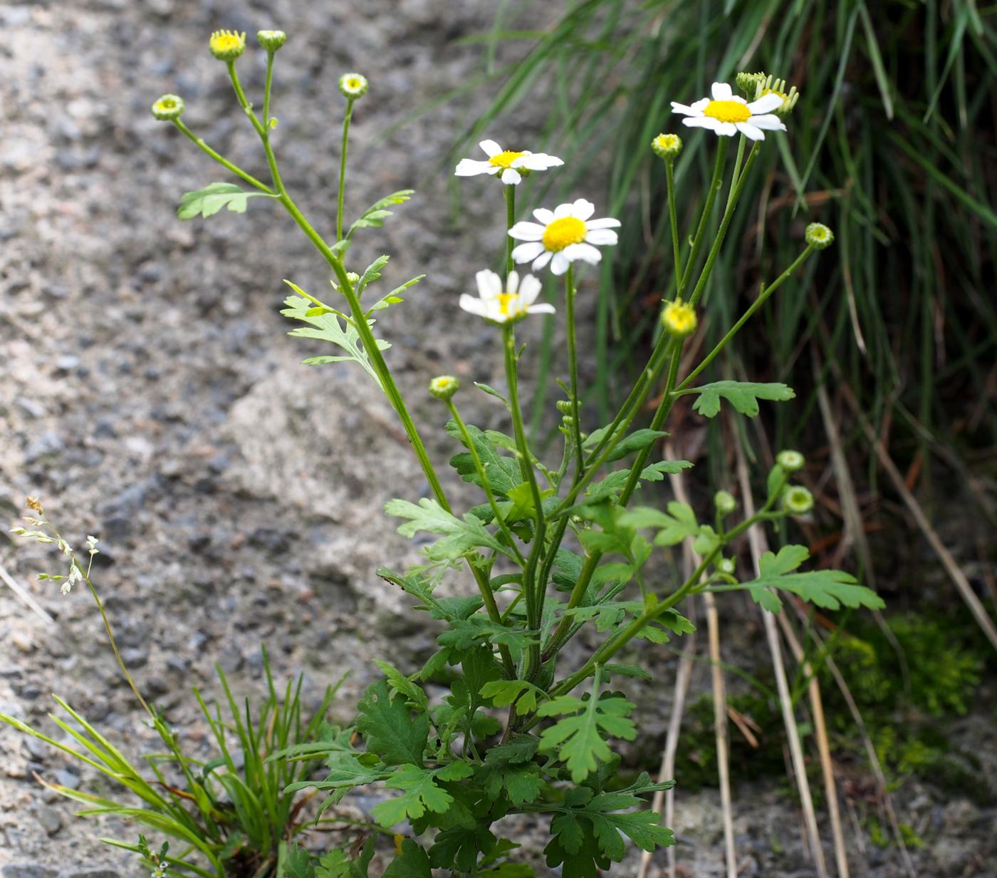 Feverfew plant